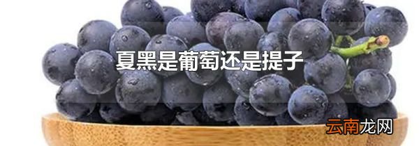 夏黑是葡萄还是提子