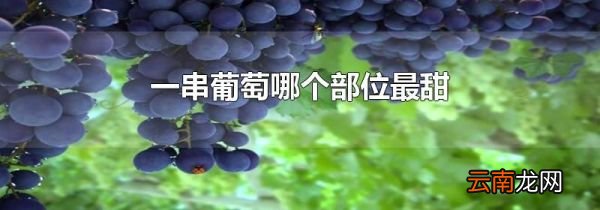 一串葡萄哪个部位最甜