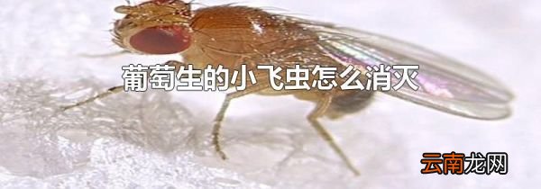 葡萄生的小飞虫怎么消灭