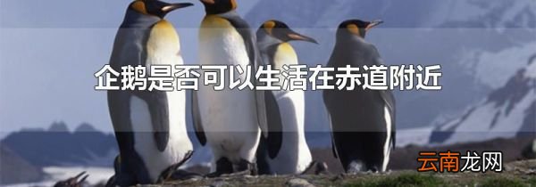 企鹅是否可以生活在赤道附近