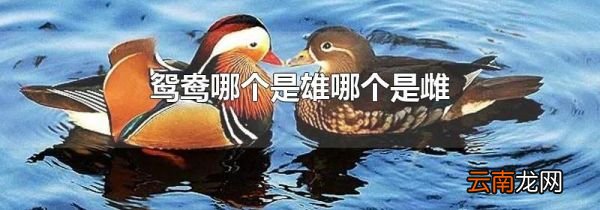 鸳鸯哪个是雄哪个是雌