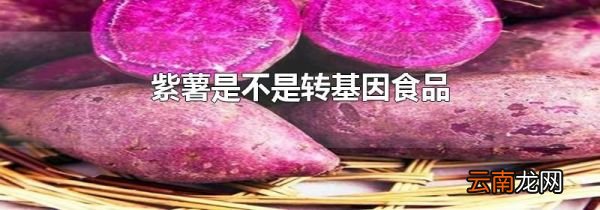紫薯是不是转基因食品