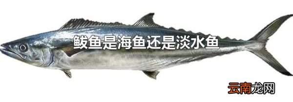 鲅鱼是海鱼还是淡水鱼