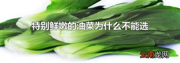 特别鲜嫩的油菜为什么不能选