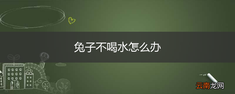 兔子不喝水怎么办