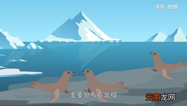 海豹生活在哪里 海豹有哪些生活习性