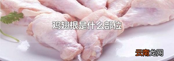 鸡翅根是什么部位
