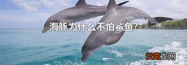 海豚为什么不怕鲨鱼?