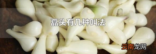 藠头有几种叫法