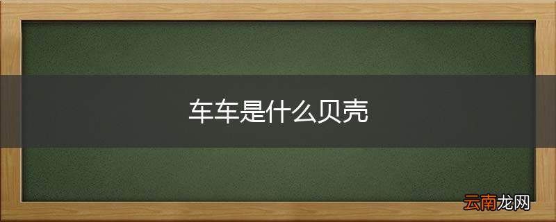 车车是什么贝壳