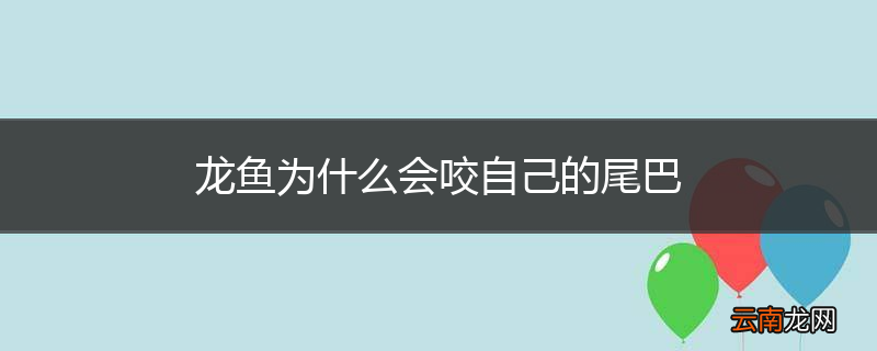 龙鱼为什么会咬自己的尾巴