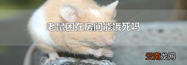 老鼠困在房间能饿死吗