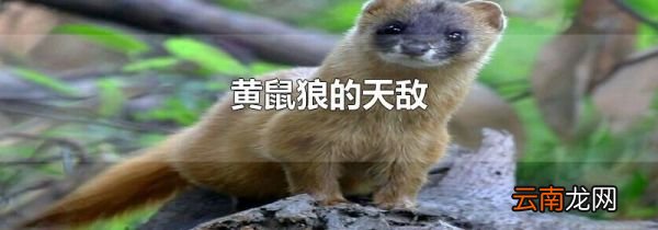 黄鼠狼的天敌