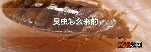 臭虫怎么来的
