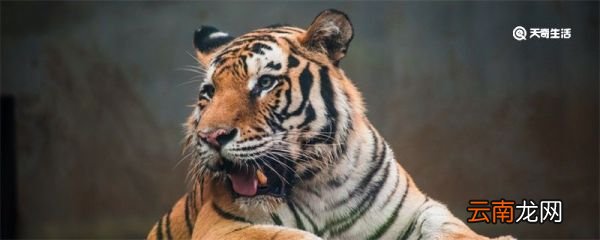 武松打虎歇后语 武松打虎歇后语