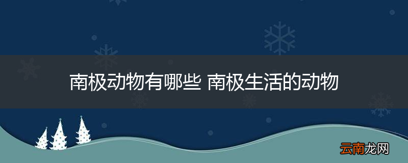南极动物有哪些 南极生活的动物