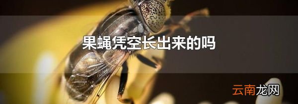 果蝇凭空长出来的吗