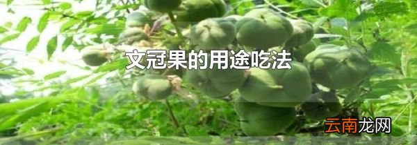 文冠果的用途吃法
