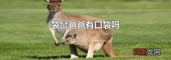 袋鼠爸爸有口袋吗