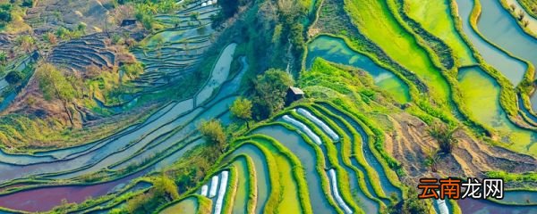 诗歌悯农的作者 悯农古诗其一其二