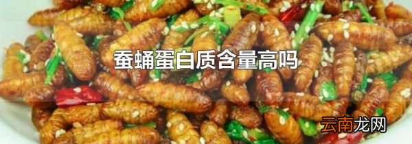 蚕蛹蛋白质含量高吗