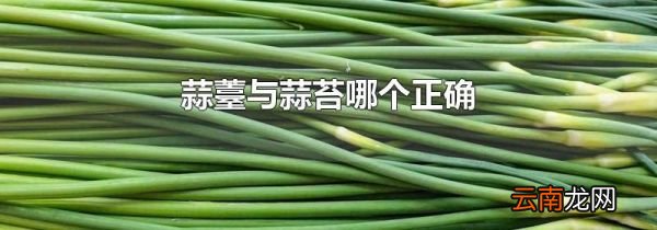 蒜薹与蒜苔哪个正确