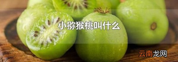 小猕猴桃叫什么
