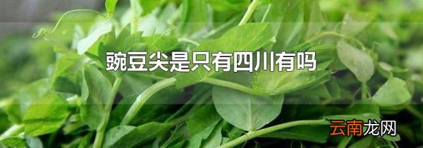 豌豆尖是只有四川有吗