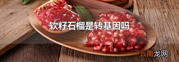 软籽石榴是转基因吗