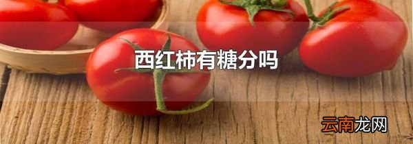 西红柿有糖分吗