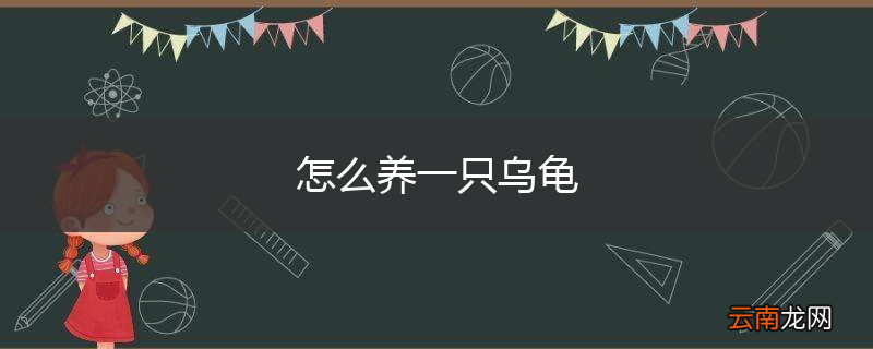 怎么养一只乌龟