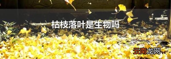 枯枝落叶是生物吗