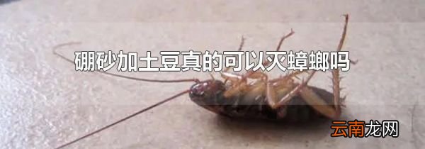 硼砂加土豆真的可以灭蟑螂吗