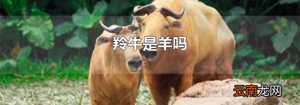 羚牛是羊吗