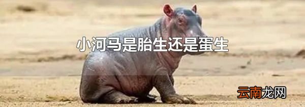 小河马是胎生还是蛋生