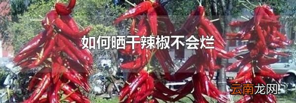 如何晒干辣椒不会烂