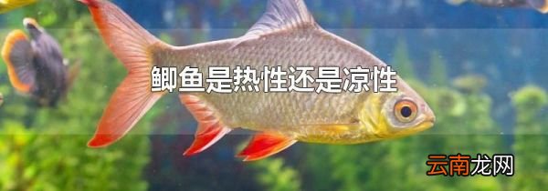 鲫鱼是热性还是凉性
