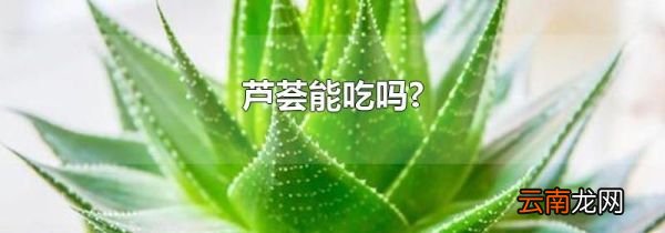 芦荟能吃吗?