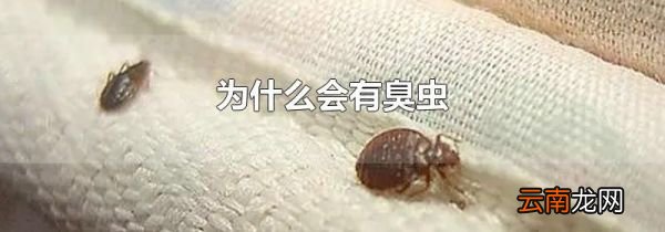 为什么会有臭虫