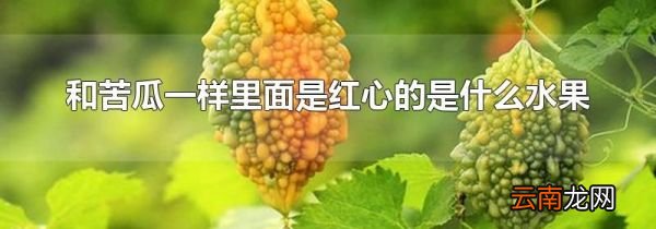 和苦瓜一样里面是红心的是什么水果