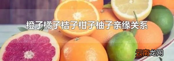 橙子橘子桔子柑子柚子亲缘关系