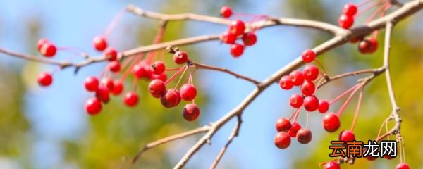 红豆生南国全诗意思为什么红豆又叫相思豆