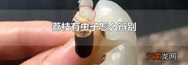 荔枝有虫子怎么辨别