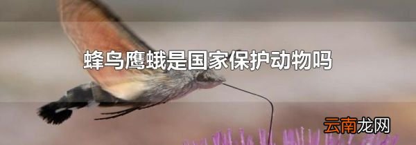 蜂鸟鹰蛾是国家保护动物吗