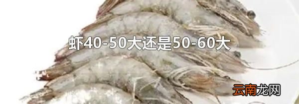 虾40-50大还是50-60大