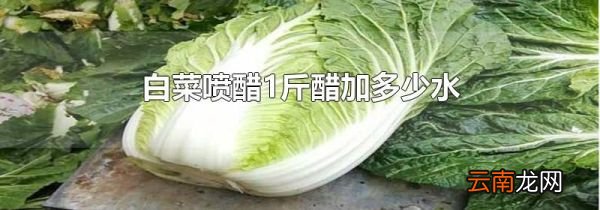 白菜喷醋1斤醋加多少水