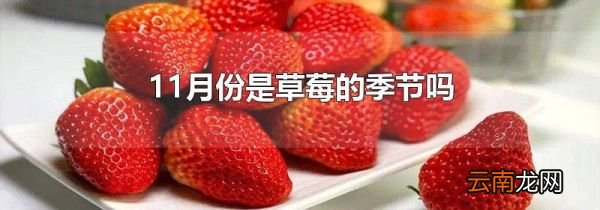 11月份是草莓的季节吗