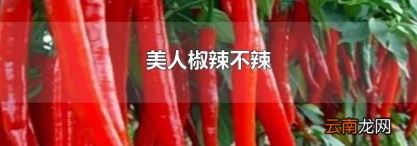 美人椒辣不辣