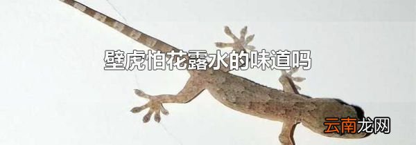 壁虎怕花露水的味道吗