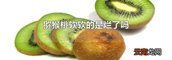 猕猴桃软软的是烂了吗